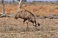 Emu in South Australia