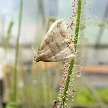 Moth, Phalaenophana pyramusalis (Dark-banded Owlet) trapped by Drosera filiformis