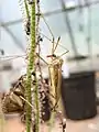 Tipulidae (crane fly) trapped by Drosera filiformis