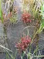 D. anglica growing in a mountain bog, British Columbia, Canada