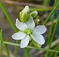 An atypical D. anglica flower with 6 petals