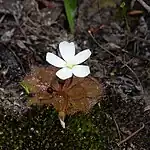 Drosera whittakeri showing inflorescence.