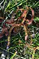 Drosera binata Barren Grounds