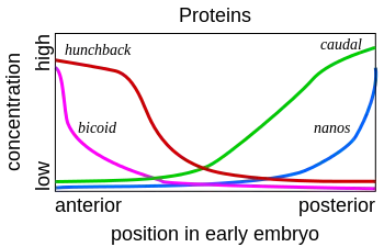 Image 24Gene product distributions along the long axis of the early embryo of a fruit fly (from Evolutionary developmental biology)