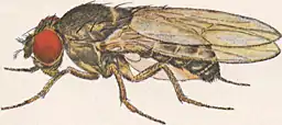 Image 31Male Drosophila pseudoobscura (from Speciation)