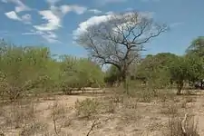 Picture of the western parts of the Chaco region, showing shrubs and low to medium forest cover