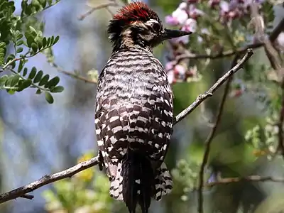 Juvenile male showing ladder back