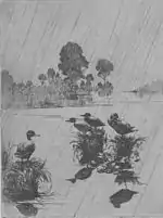 Ducks in the Rain, etching, 1918, Art Gallery, University of New Hampshire