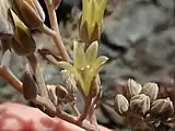 Detail of the flowers and inflorescence in bloom