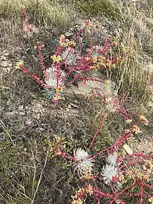 Dudleya candida in habitat