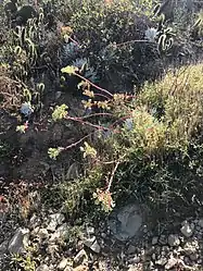 Dudleya candida (the white rosettes with yellow flowers on red stems) with an assemblage of other plants