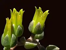 Detail of the flowers, from a tissue culture plant.