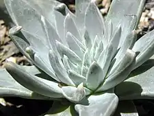 The rosette of a tissue culture plant, which is larger compared to the commonly available 'White Sprite' cultivar.