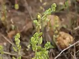 Another view of the maturing inflorescence