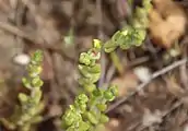 The maturing inflorescence