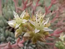 subg. Stylophyllum — The flowers of Dudleya virens subsp. hassei