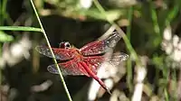 Bright red wing venation in male