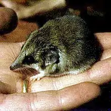 Brown dunnart