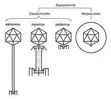 Illustrated sample of Duplodnaviria virions