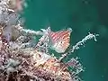 Dwarf hawkfish (Cirrhitichthys falco), Sipadan, Malaysia