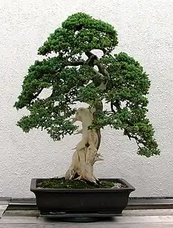 Image 15Informal upright style of bonsai on a juniper tree (from Tree)