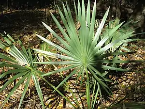 A dwarf palmetto frond in Congaree National Park, South Carolina (8 November 2008)