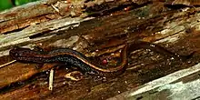 Dwarf salamander (Eurycea quadridigitata) in Polk County