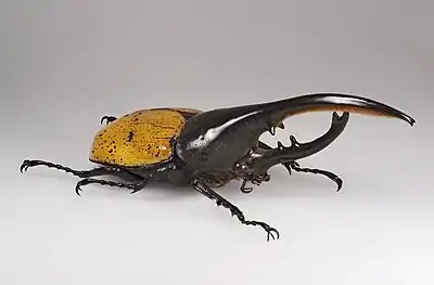 Hercules beetle, Dynastes hercules ecuatorianus, the longest of all beetles