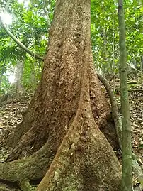 Buttress roots and rough bark