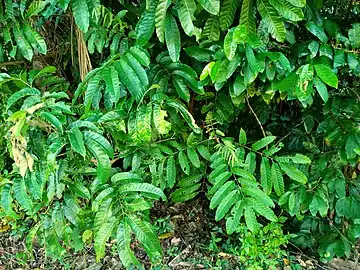 Foliage