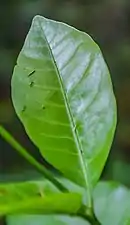 Leaf