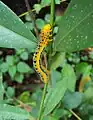 Dysphania percota caterpillar on twig