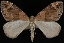 A moth on display with wings extended. Forewings darker brown with a pattern. Hindwings lighter brown. Body similar color to hindwings.