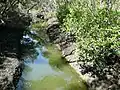 Kittys Creek, showing mangrove community