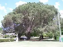 East Creek Park, Toowoomba, 25th_Battalion_(Australia) (Darling Downs) Memorial, Qld - Pinus pinea