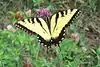 Eastern tiger swallowtail