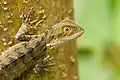 Juvenile eastern water dragon in Roma Street Parkland, Brisbane, Queensland, Australia