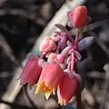 Echeveria amoena flowers