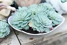 Image 35Echeveria glauca in a Connecticut greenhouse. Botany uses Latin names for identification; here, the specific name glauca means blue. (from Botany)