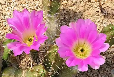 Echinocereus pentalophus