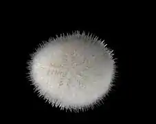 Echinocyamus pusillus.