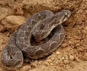 Saw-scaled viper