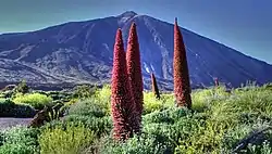 Teide