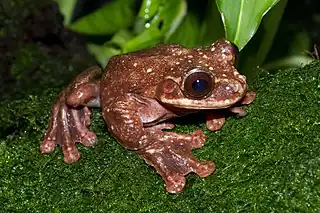 Image 4Ecnomiohyla rabborumPhotograph: Brian GratwickeRabbs' fringe-limbed treefrog (Ecnomiohyla rabborum) is a large species of frog originally found in the forest canopies of central Panama. Only discovered in 2005, the species is thought to be extinct in the wild; only one specimen, a male at the Atlanta Botanical Garden, survives.More selected pictures