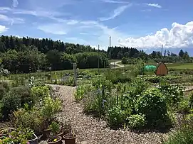 Vegetable Garden