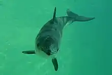 White and gray porpoise