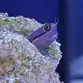 An E. stigmatura specimen peering from a rock