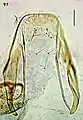 Female terminal abdominal segment