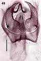 Male genitalia