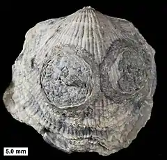 Two edrioasteroids, possibly Krama or Agelacrinites, with dissociated ambulacral plates, from the Devonian of Wisconsin.